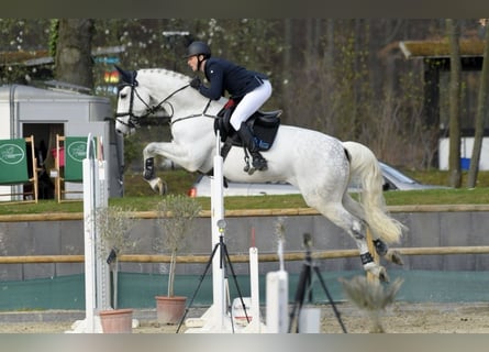 Hanoverian, Gelding, 11 years, 17,2 hh, Gray