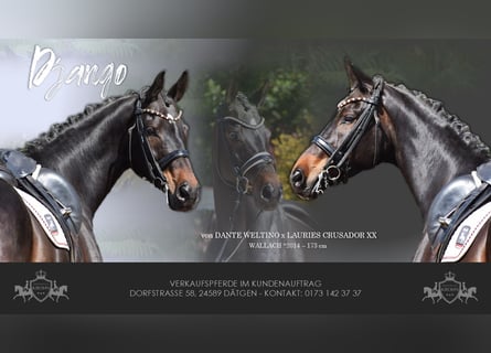 Hanoverian, Gelding, 11 years, 17 hh, Bay-Dark