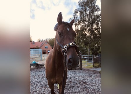 Hanoverian, Gelding, 11 years, 17 hh, Bay-Dark