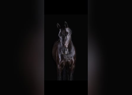 Hanoverian, Gelding, 11 years, 17 hh, Black