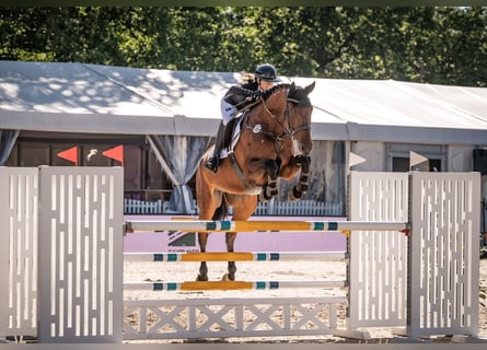 Hanoverian, Gelding, 11 years, 17 hh, Brown