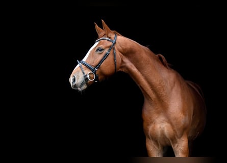 Hanoverian, Gelding, 11 years, 17 hh, Chestnut-Red