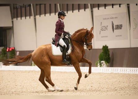 Hanoverian, Gelding, 11 years, 17 hh, Chestnut-Red
