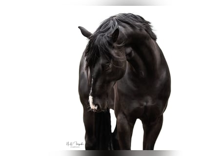 Hanoverian, Gelding, 11 years, 17,1 hh, Black