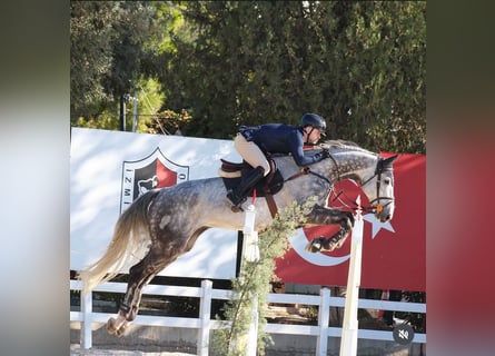 Hanoverian, Gelding, 11 years, 17,2 hh, Gray