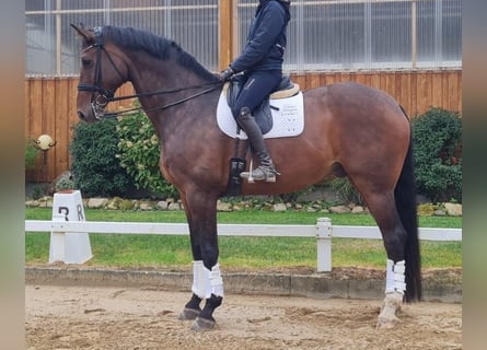 Hanoverian, Gelding, 11 years, 18,2 hh, Brown
