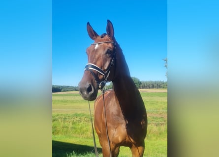 Hanoverian, Gelding, 11 years, 18,2 hh, Brown