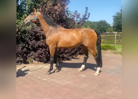 Hanoverian, Gelding, 11 years, Brown