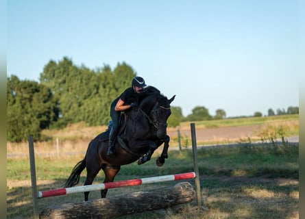 Hanoverian, Gelding, 12 years, 16.1 hh, Black