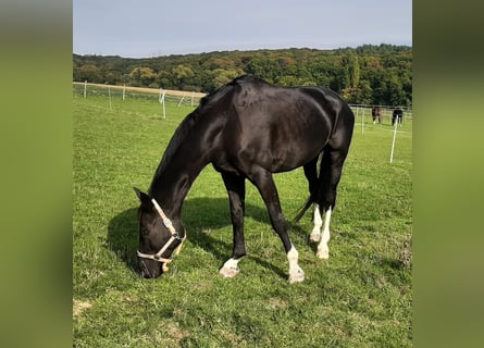 Hanoverian, Gelding, 12 years, 16.3 hh, Black