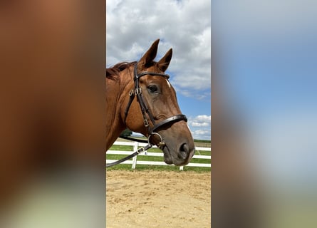 Hanoverian, Gelding, 12 years, 16,3 hh, Chestnut-Red