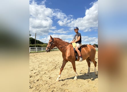 Hanoverian, Gelding, 12 years, 16,3 hh, Chestnut-Red