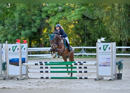Hanoverian, Gelding, 12 years, 16,1 hh, Brown