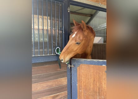 Hanoverian, Gelding, 12 years, 16,1 hh, Chestnut-Red