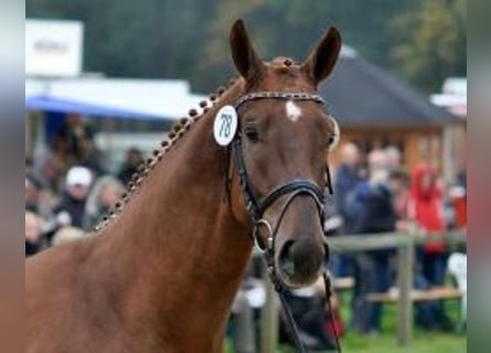 Hanoverian, Gelding, 12 years, 16,3 hh, Chestnut