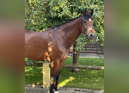 Hanoverian, Gelding, 12 years, 17,1 hh, Brown