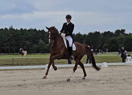 Hanoverian, Gelding, 12 years, 17.1 hh, Chestnut-Red