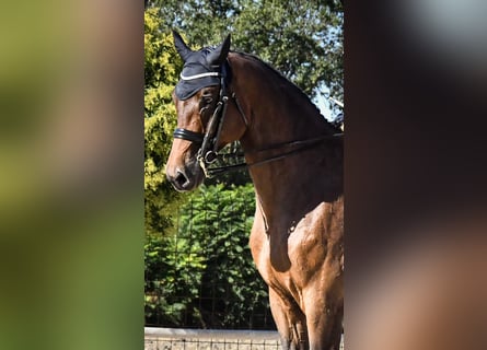 Hannoveraner, Wallach, 12 Jahre, 17,2 hh, Brauner