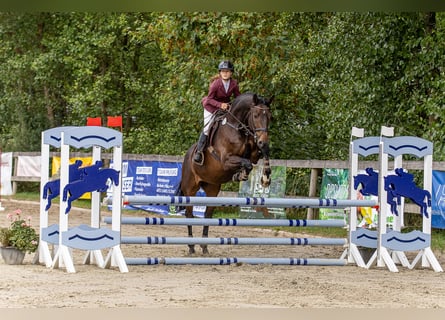 Hanoverian, Gelding, 12 years, 17 hh, Bay-Dark