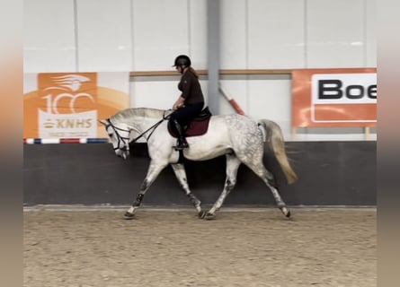 Hanoverian, Gelding, 12 years, 17 hh, Grey