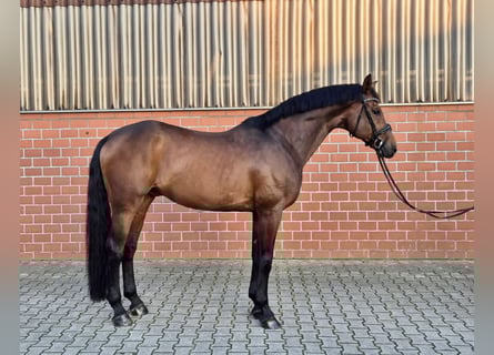 Hanoverian, Gelding, 12 years, 17,1 hh, Brown
