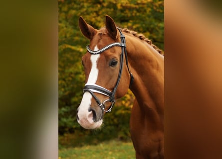 Hanoverian, Gelding, 12 years, 17,2 hh, Chestnut-Red