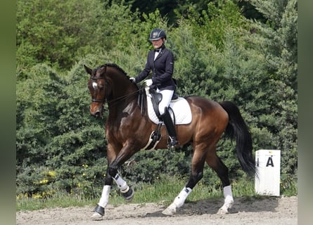 Hanoverian, Gelding, 12 years, 17,2 hh, Dun