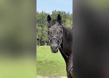 Hannoveraner, Wallach, 12 Jahre, 18 hh, Rappe