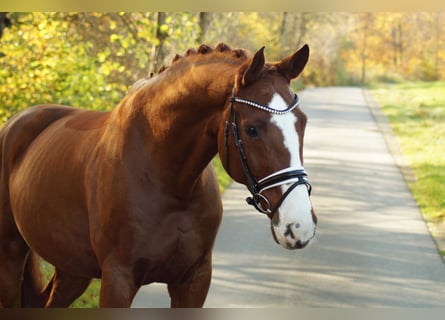 Hanoverian, Gelding, 13 years, 16,2 hh, Chestnut