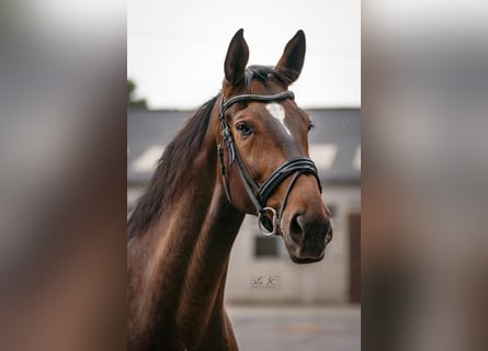 Hanoverian, Gelding, 13 years, 17.1 hh, Brown