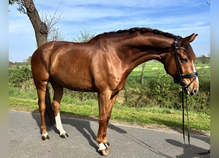 Hanoverian, Gelding, 13 years, 17.1 hh, Chestnut
