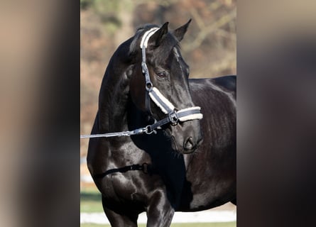 Hanoverian, Gelding, 13 years, 17 hh, Black