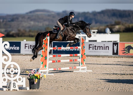 Hanoverian, Gelding, 13 years, 17 hh, Brown