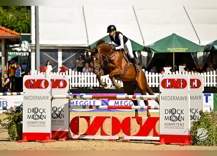 Hanoverian, Gelding, 13 years, 17 hh, Chestnut