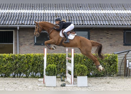 Hanoverian, Gelding, 13 years, 17 hh, Chestnut-Red