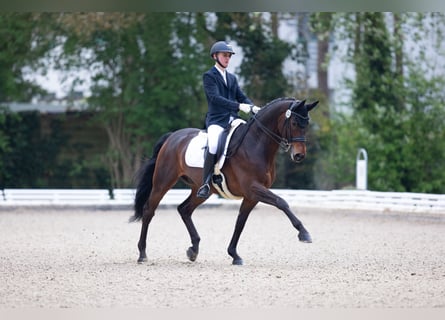 Hanoverian, Gelding, 14 years, 16,1 hh, Bay-Dark