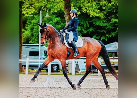 Hanoverian, Gelding, 14 years, 16,2 hh, Bay-Dark