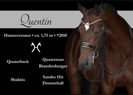 Hanoverian, Gelding, 14 years, 17,1 hh, Bay-Dark