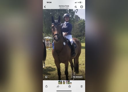 Hanoverian, Gelding, 14 years, 17.1 hh, Bay-Dark
