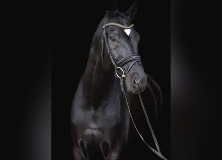 Hanoverian, Gelding, 14 years, 17,2 hh, Black