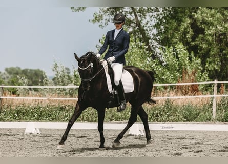 Hanoverian, Gelding, 14 years, 17 hh, Black
