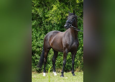 Hanoverian, Gelding, 14 years, 17 hh, Black