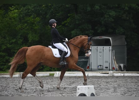 Hanoverian, Gelding, 14 years, 17 hh, Chestnut-Red