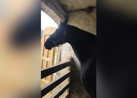 Hanoverian, Gelding, 14 years, 18 hh, Black