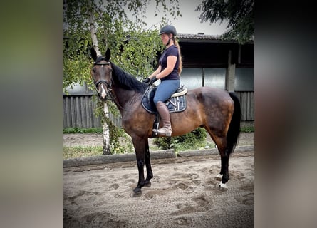 Hanoverian, Gelding, 15 years, 16,1 hh, Bay-Dark