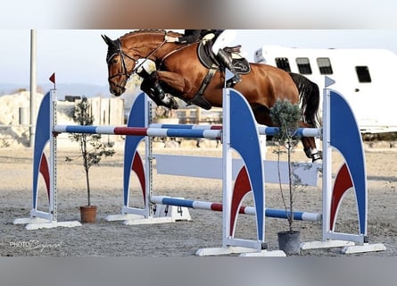 Hanoverian, Gelding, 15 years, 16.1 hh, Brown