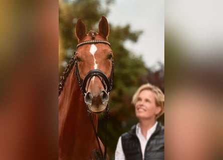 Hanoverian, Gelding, 15 years, 16,1 hh, Chestnut