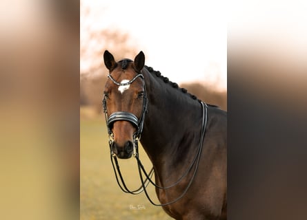 Hannoveraner, Wallach, 15 Jahre, 17 hh, Brauner