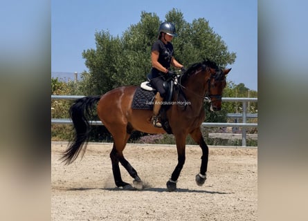 Hanoverian, Gelding, 16 years, 16 hh, Brown