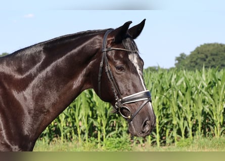 Hanoverian, Gelding, 16 years, 16,1 hh, Black